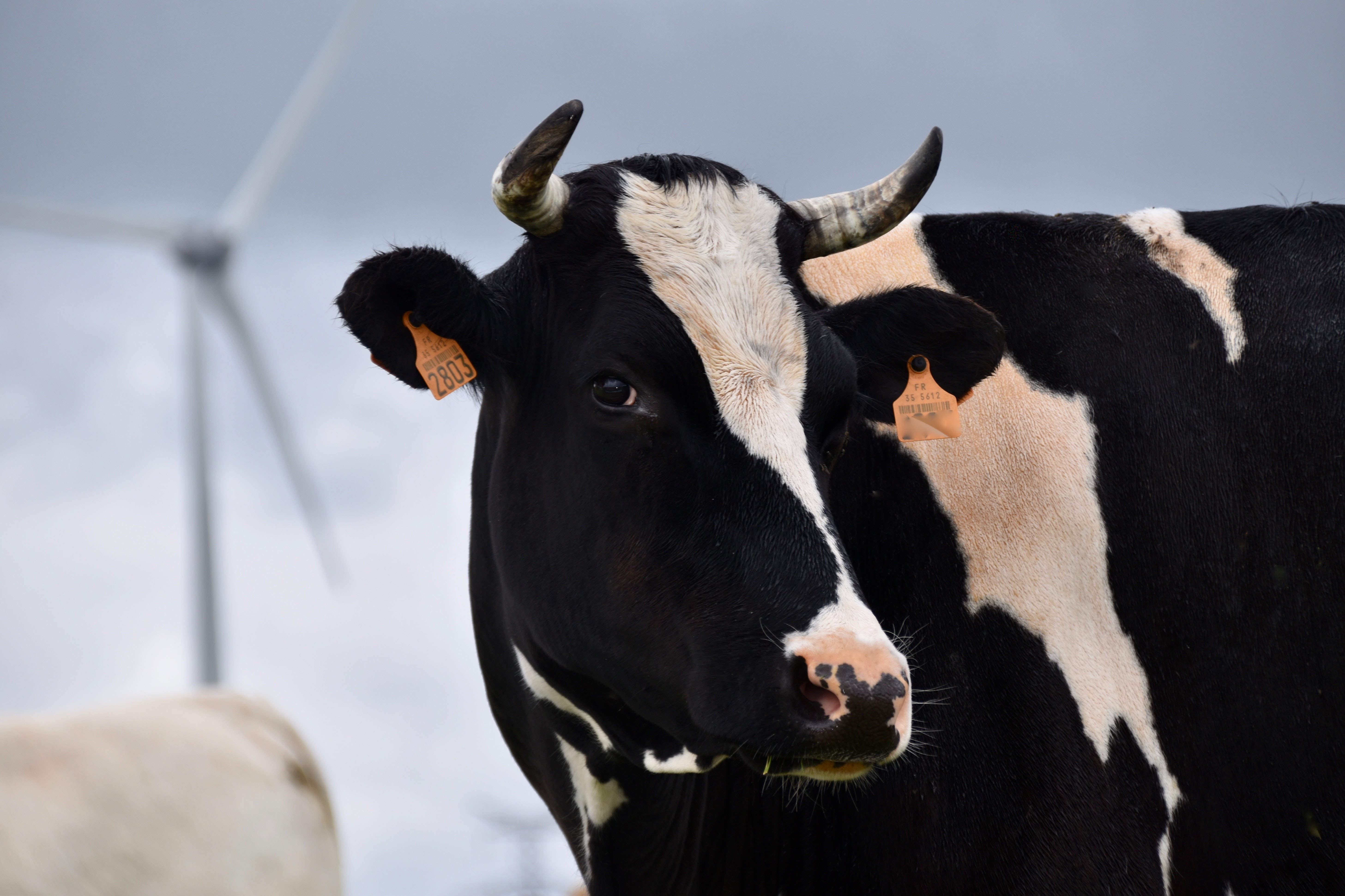 Leasing krów – hit czy kit?